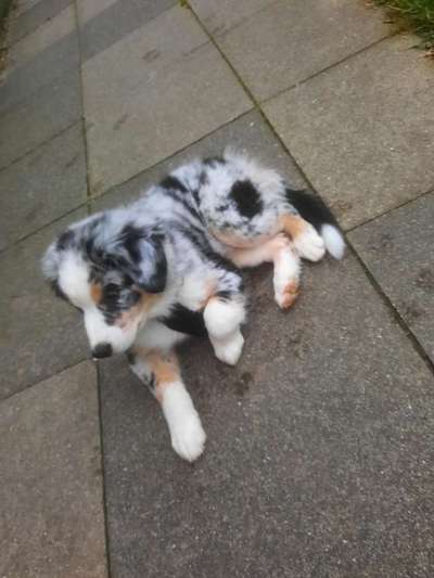 Die Dogorama Kalender Challenge Titelbild-Beitrag-Bild