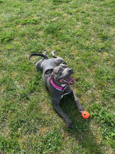 Hundetreffen-Ella sucht spielfreund-Bild