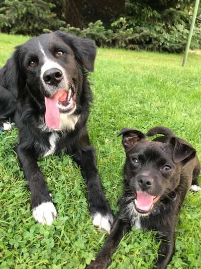 Die Dogorama Wochen Challenge "Friends will be Friends"-Beitrag-Bild