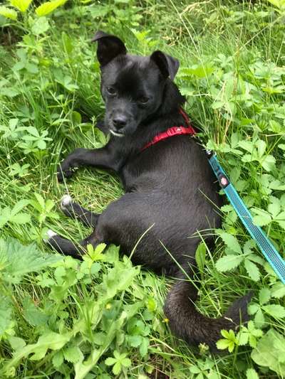 Die Dogorama Monats Challenge "Es grünt und blüht"-Beitrag-Bild