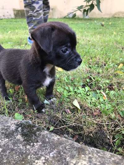 Als Welpen sind sie alle noch süßer-Beitrag-Bild