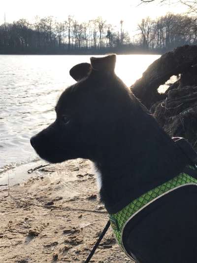 Dogorama-Monats-Challenge-Mai "Wasser"-Beitrag-Bild