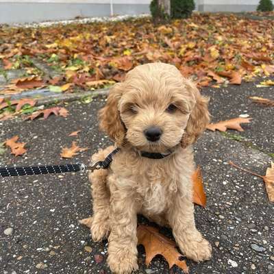 Hundetreffen-Welpentreffen in Rastatt-Bild