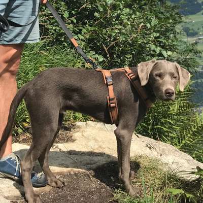 Hundetreffen-Junghund zum Spielen gesucht …-Bild