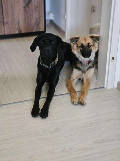 Hundetreffen-Spazieren mit spielen 🐕-Bild