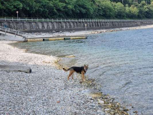 Hundetreffen-Spielrunde für Abby-Bild