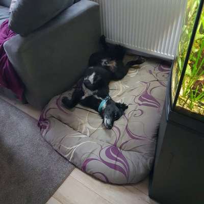 Zeigt mir die lustigsten Schlafpositionen eurer Fellnasen-Beitrag-Bild