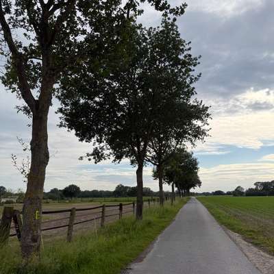 Giftköder-Eichen-Prozessionsspinner-Bild