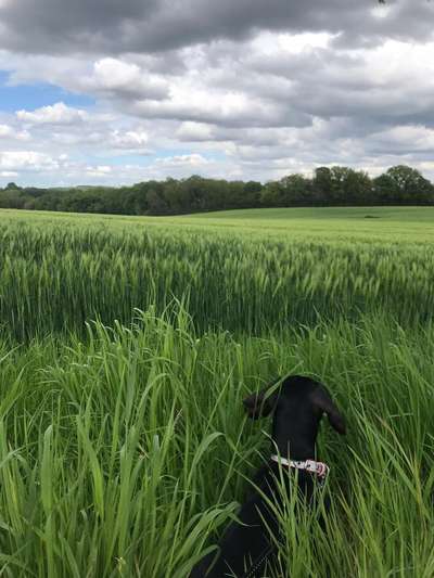 Die Dogorama Monats Challenge "Es grünt und blüht"-Beitrag-Bild