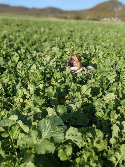 Dogorama Photo Challenge - Gassipause-Beitrag-Bild