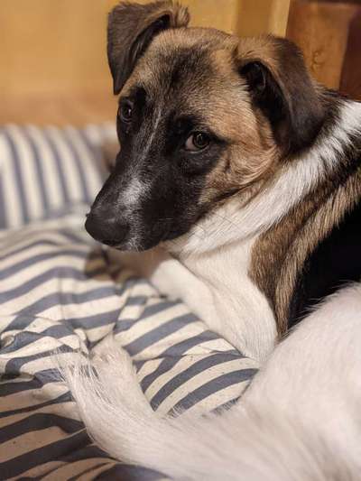 Die Dogorama Kalender Challenge Titelbild-Beitrag-Bild