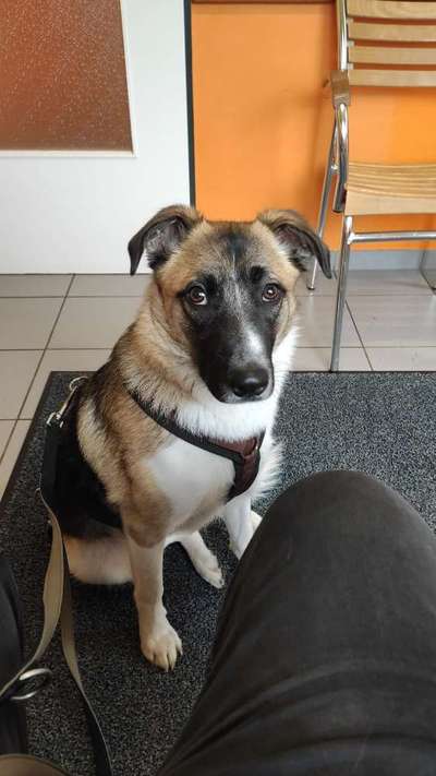 Mischlingshunde Foto Aufruf-Beitrag-Bild