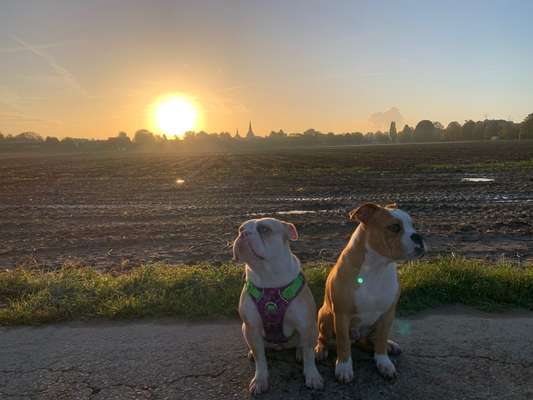 Olde English Bulldogge-Beitrag-Bild