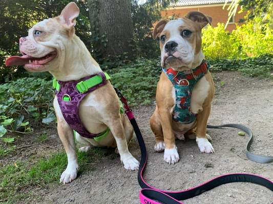 Olde English Bulldogge-Beitrag-Bild