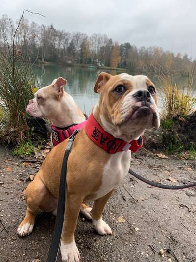 Olde English Bulldogge-Beitrag-Bild