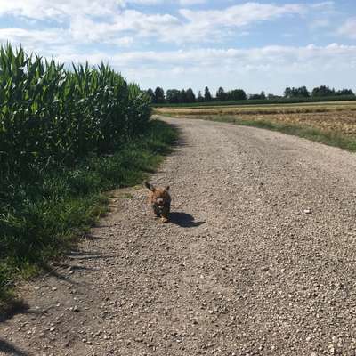 Hundetreffen-Gassirunde Firnhaberau-Bild