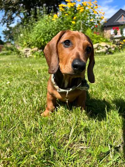 Hundetreffen-Dackelrunde-Bild