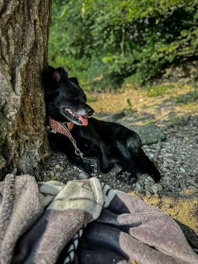 141. FOTO CHALLENGE 
Reisende soll man nicht aufhalten-Beitrag-Bild