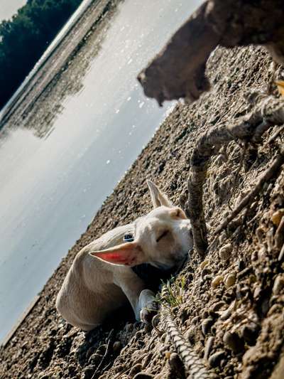 141. FOTO CHALLENGE 
Reisende soll man nicht aufhalten-Beitrag-Bild