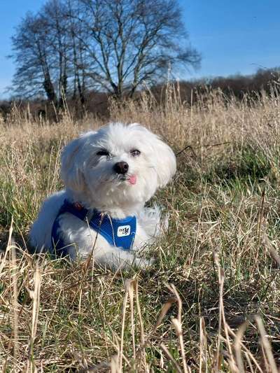 Dogorama Photo Challenge - Der Frühling kommt-Beitrag-Bild