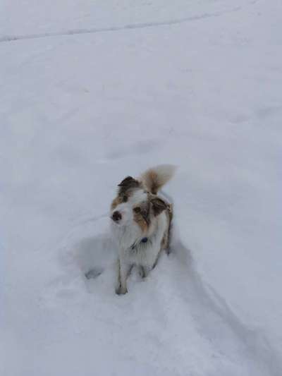 Hundetreffen-Gemeinsame Gassirunde / Spieltreffen Aschau / Ebbs-Bild