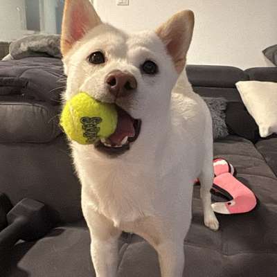 Hundetreffen-Gassi/Spielrunde-Bild