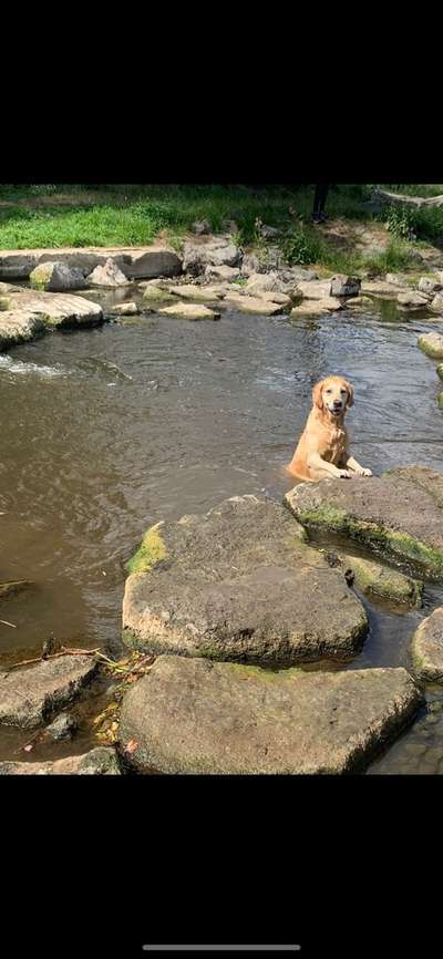 Dogorama-Monats-Challenge-Mai "Wasser"-Beitrag-Bild