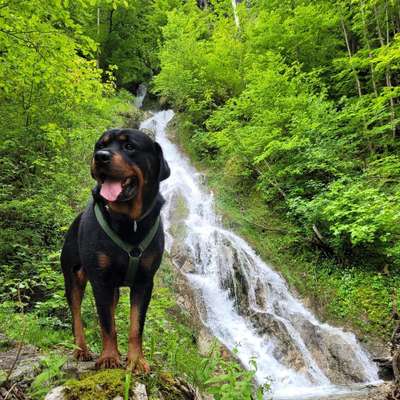 Hundetreffen-Gemeinsames Gassi gehen-Bild