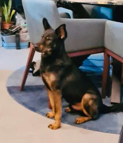 Wer hat einen Kelpie??-Beitrag-Bild