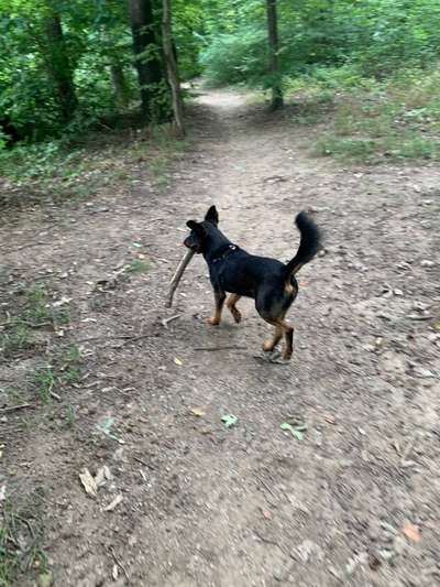 Australian Kelpie-Beitrag-Bild