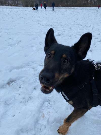 Wer hat einen Kelpie??-Beitrag-Bild