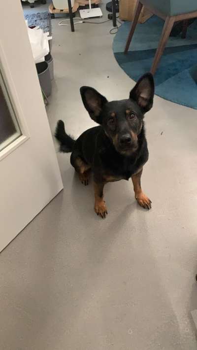 Australian Kelpie-Beitrag-Bild