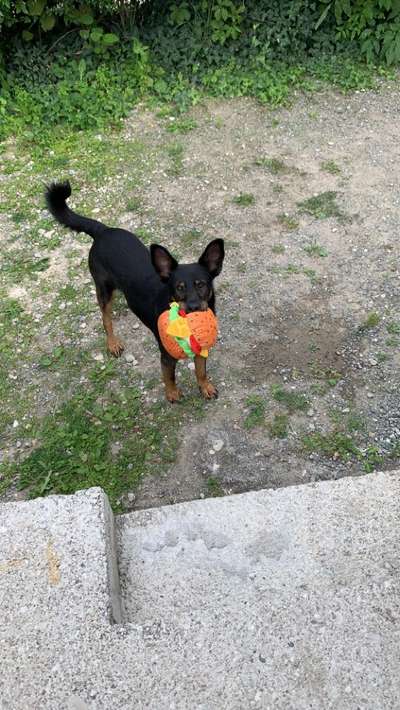 Australian Kelpie-Beitrag-Bild