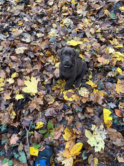 Hundetreffen-Welpentreff-Bild