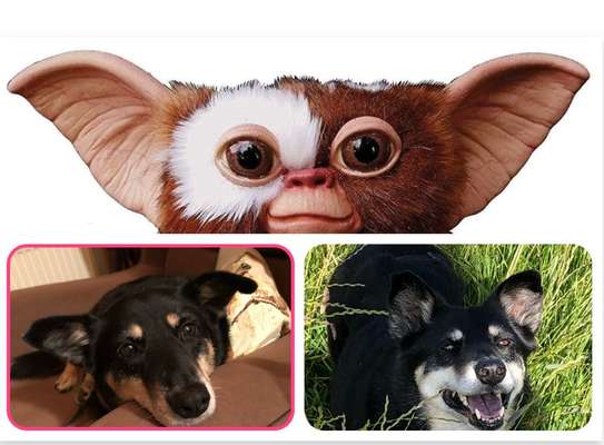 Nicht ganz alltägliche Hundenamen.
Wie kreativ wart ihr?-Beitrag-Bild