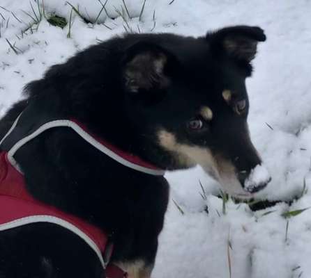 Zeigt mal die schönsten Bilder von euren Hunden !-Beitrag-Bild