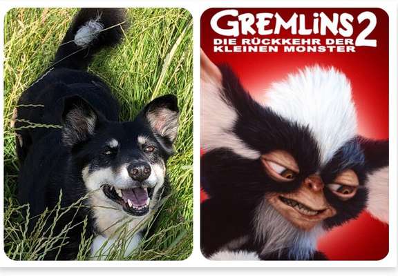 Dogorama Photo Challenge - TV Hund-Beitrag-Bild