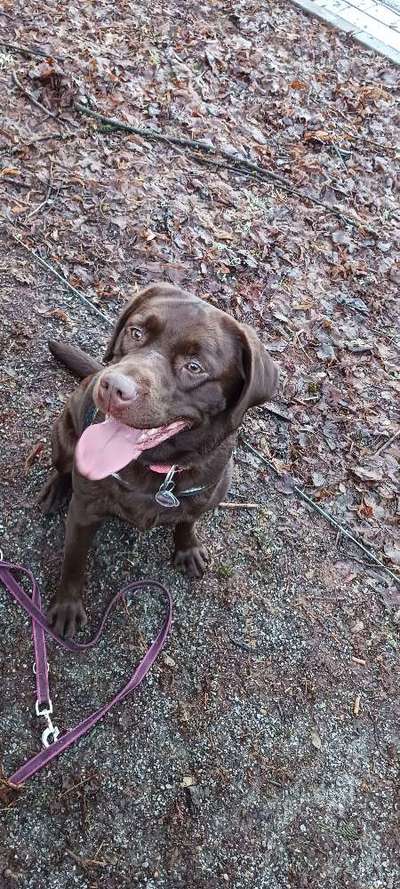 Hundetreffen-Bambi sucht einen/eine Spielkameraden/in😊-Bild