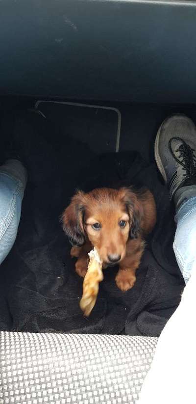 Welpen Bilder !-Beitrag-Bild