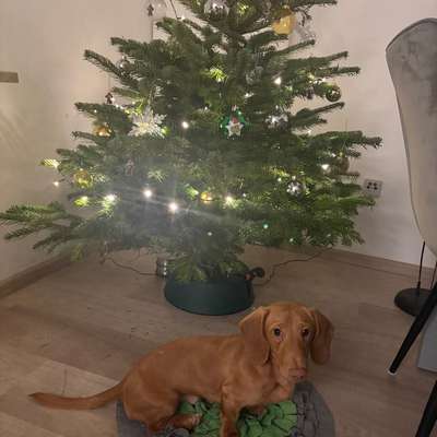 aktuelles Foto Gruppe Dackel