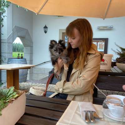 Hundetreffen-MiniHundeTreffen-Profilbild