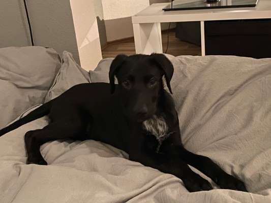 Sind hier Deutsch Kurzhaar/ Jagdhunde?-Beitrag-Bild