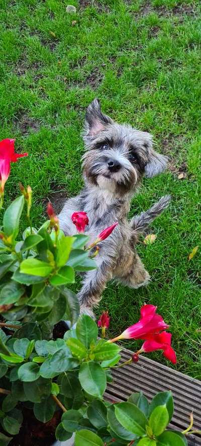 Jack Russell Terrier-Beitrag-Bild