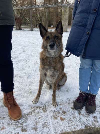 Hundetreffen-Training territoriales Verhalten-Bild