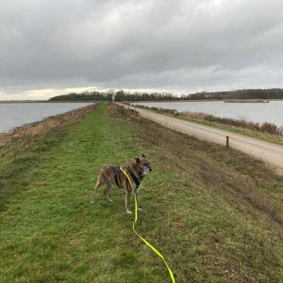 Hundetreffen-Trainingsmenschen gesucht-Bild