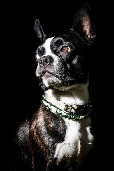 Boston Terrier Liebhaber❤️-Beitrag-Bild
