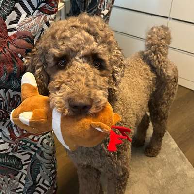 Hundetreffen-Freundschaft gesucht-Bild
