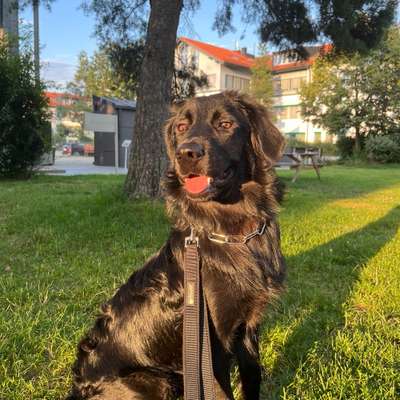 Hundetreffen-Treffen zum trainieren-Bild