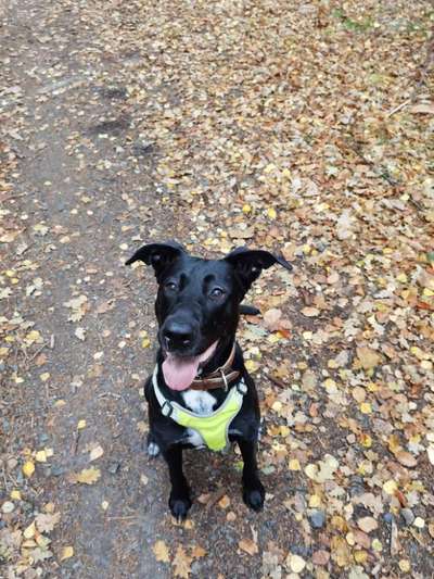 Seltene Rassen!-Beitrag-Bild