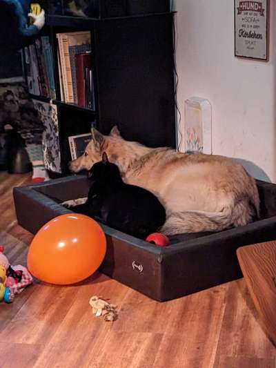 Hundebett Kudde-Beitrag-Bild